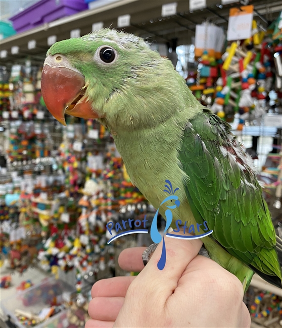 Alexandrine Ringneck Parakeet - Female