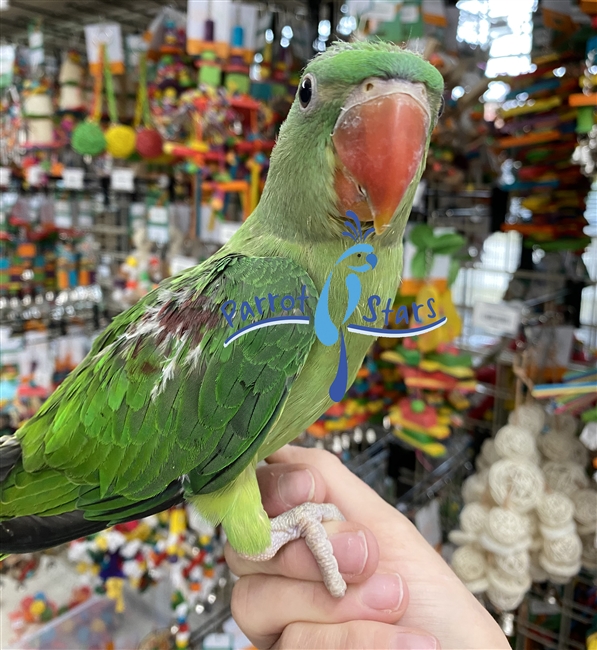 Alexandrine Ringneck Parakeet - Male