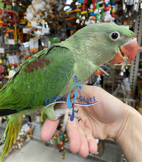 Alexandrine Ringneck Parakeet - Male