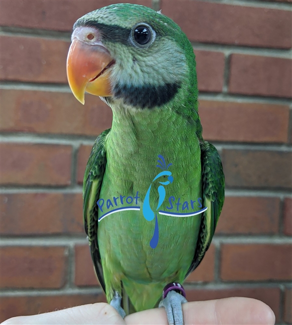 Moustache Parakeet - Female