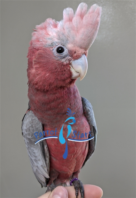 Rose Breasted Cockatoo - Female