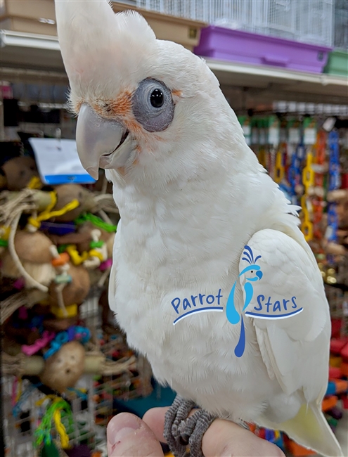 Bare Eyed Cockatoo - Male