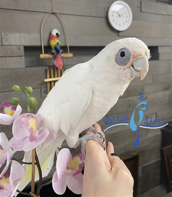 Bare Eyed Cockatoo - Female