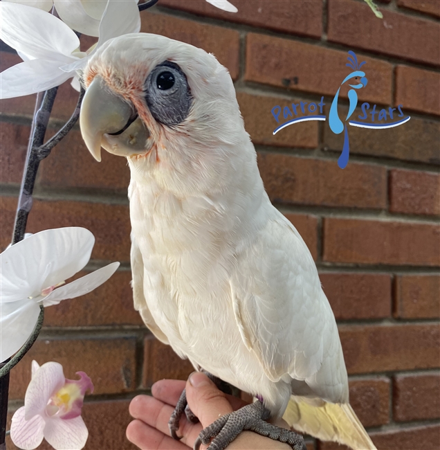 Bare Eyed Cockatoo -