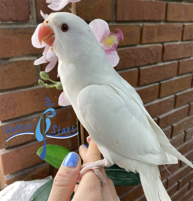 Indian Ringneck - Albino - Female