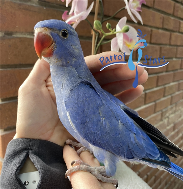 Indian Ringneck - Violet - Male