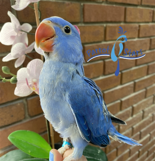 Indian Ringneck - Violet - Female