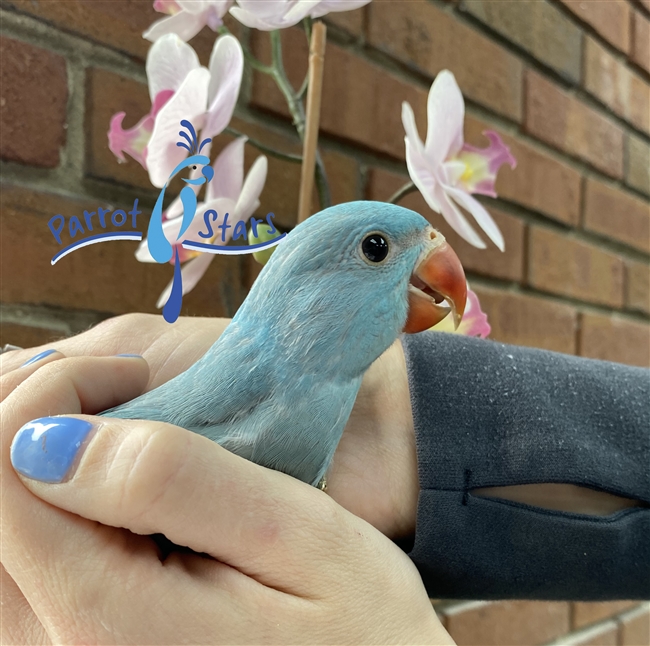 Indian Ringneck - Blue - Female