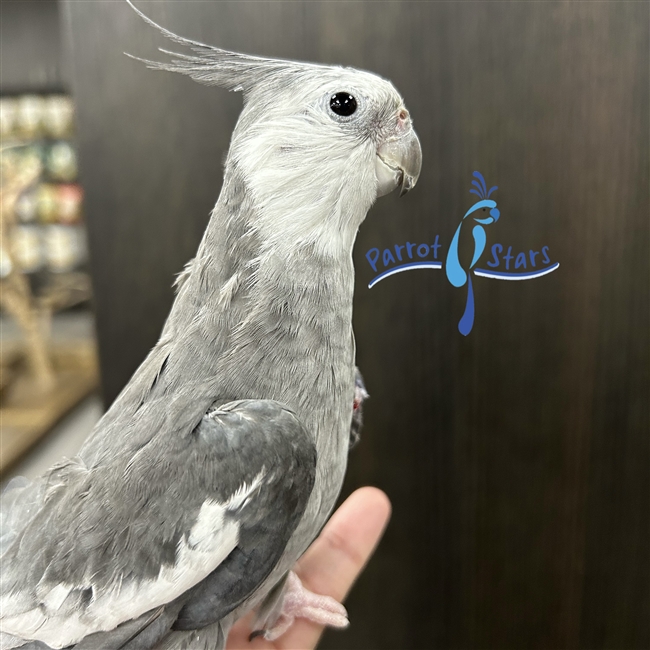 White-Faced Grey Pied Cockatiel