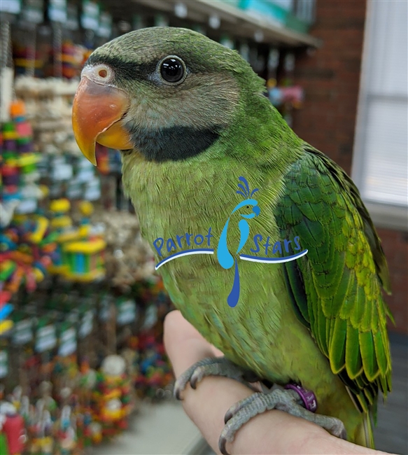 Moustache Parakeet - Female