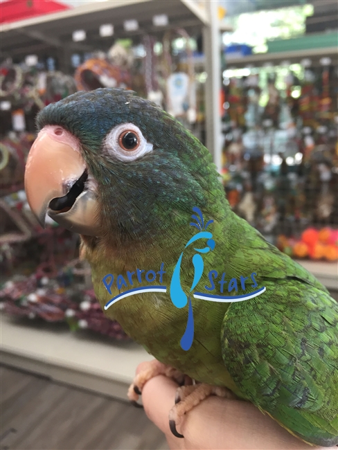 Blue Crown Conure