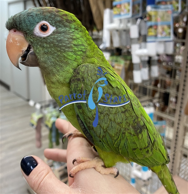 Blue Crown Conure