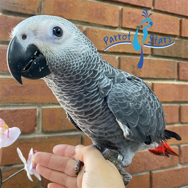 Congo African Grey - Male