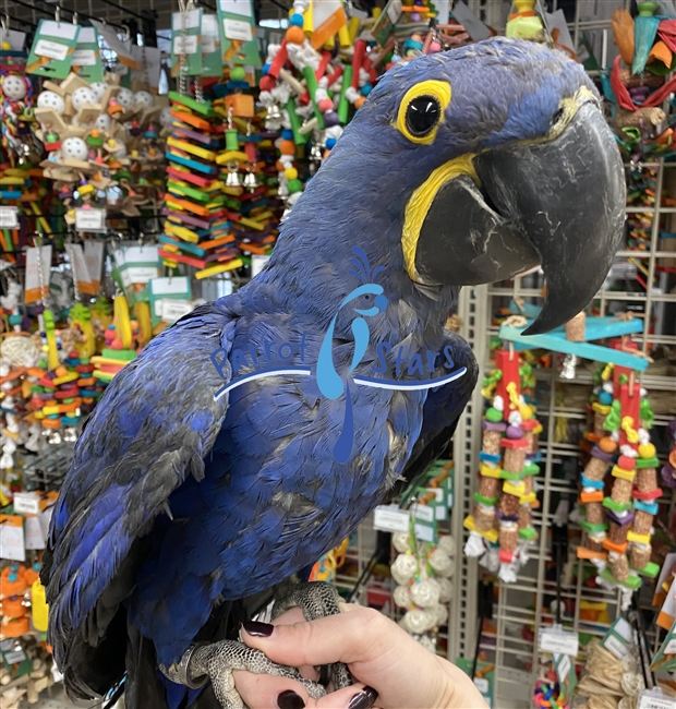 Hyacinth Macaw