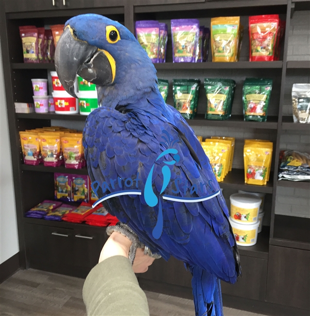 Hyacinth Macaw - Male