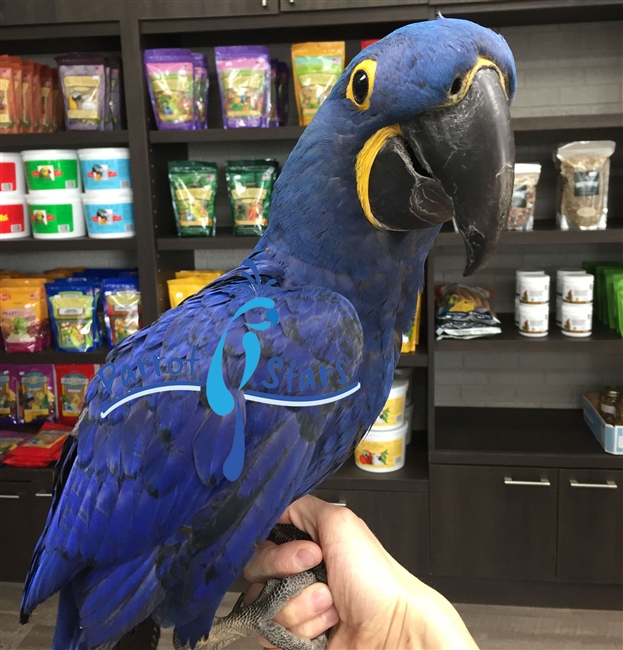 Hyacinth Macaw - Male