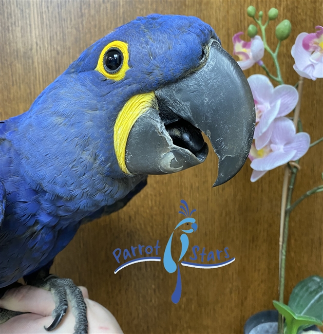 Hyacinth Macaw - Male