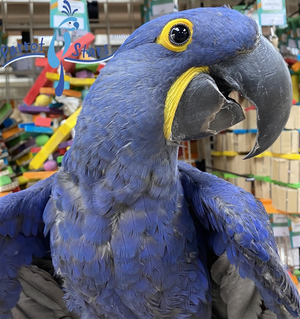 Hyacinth Macaw - Male