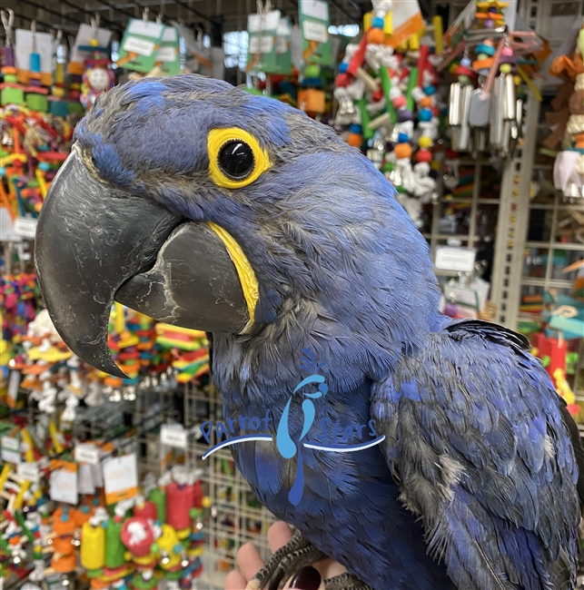 Hyacinth Macaw - Male