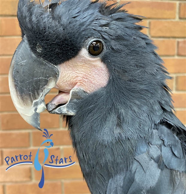 Black Palm Cockatoo - Female