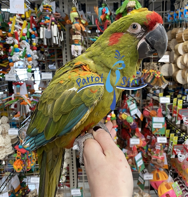 Red Fronted Macaw