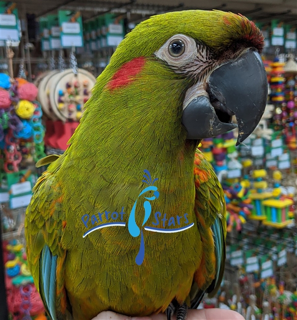 Red Fronted Macaw - Male