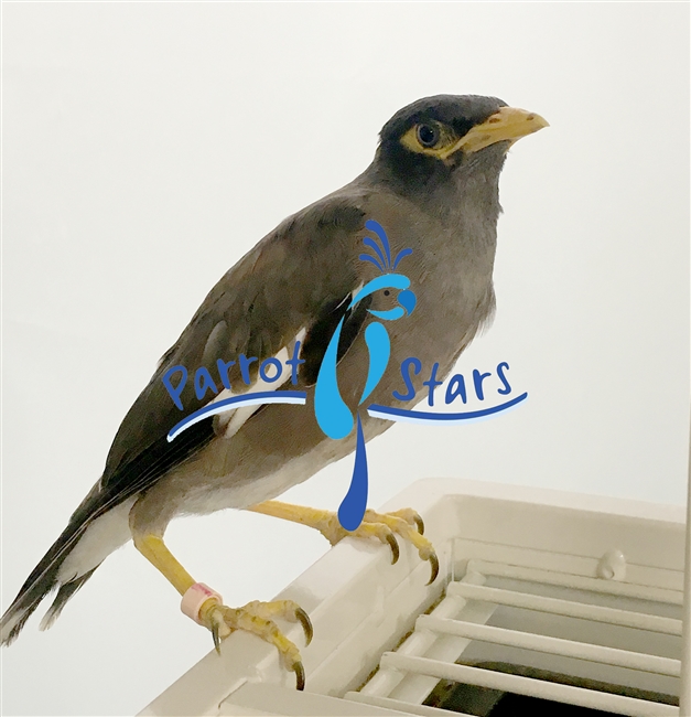 Common Hill Mynah