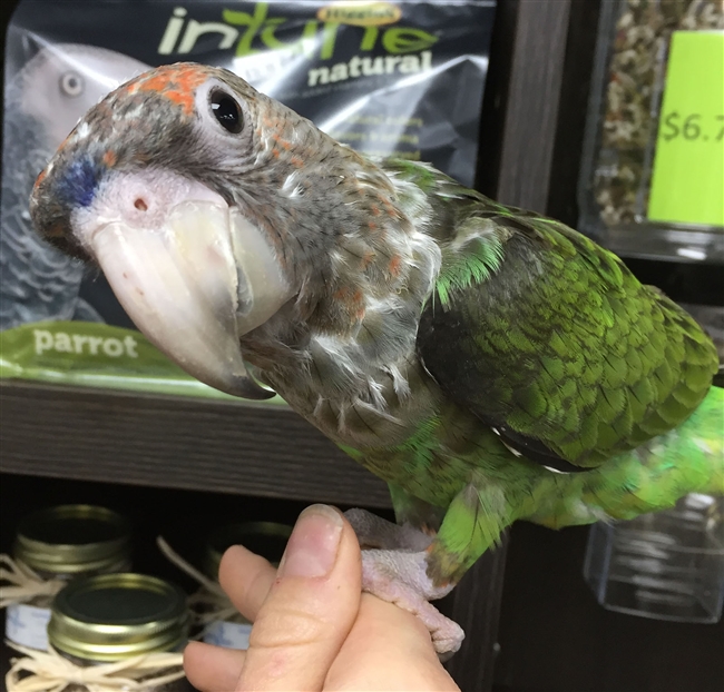 Cape Parrot - Male