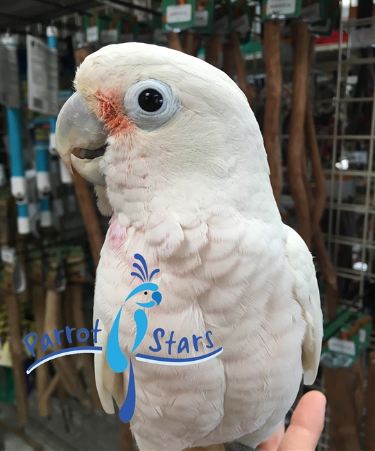 Goffin Cockatoo