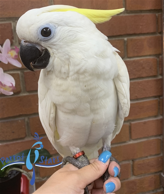 Triton Cockatoo - Female