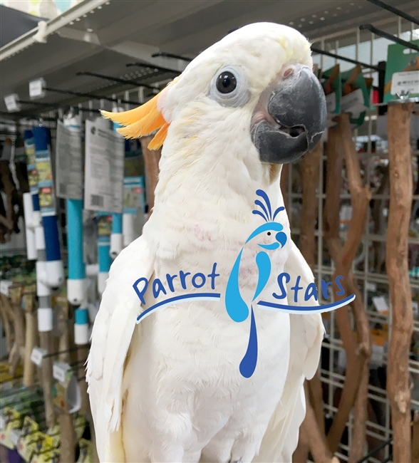 Citron Cockatoo