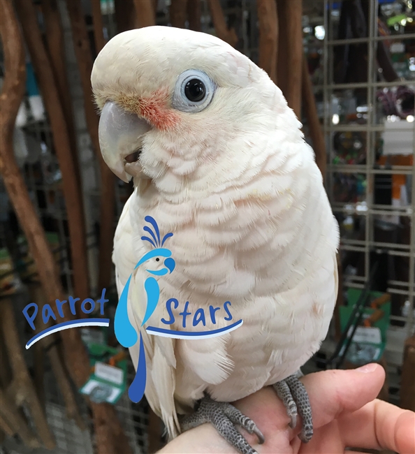 Goffin Cockatoo