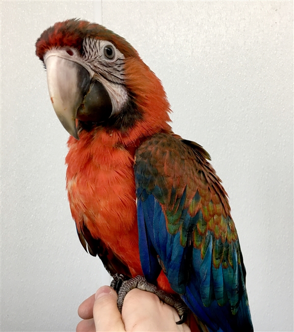 Camelot Macaw - Female