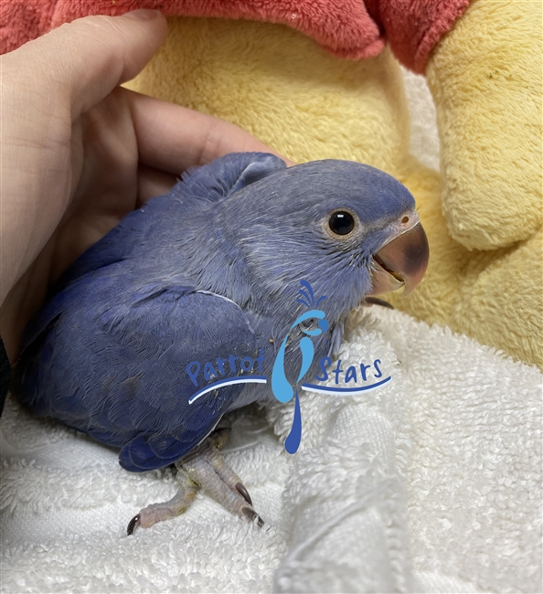 Indian Ringneck Parakeet - Violet - Male