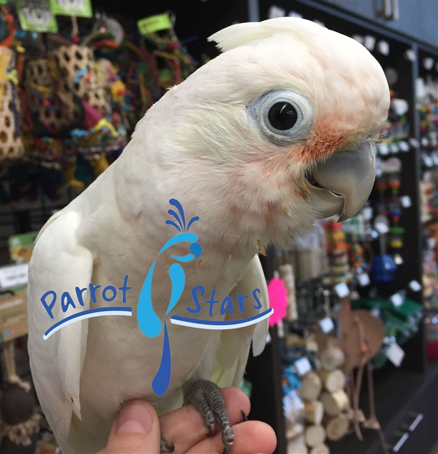 Goffin Cockatoo - Female