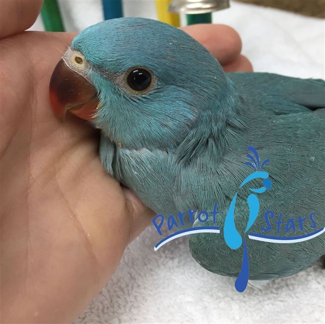 Indian Ringneck Parakeet - Blue - Male