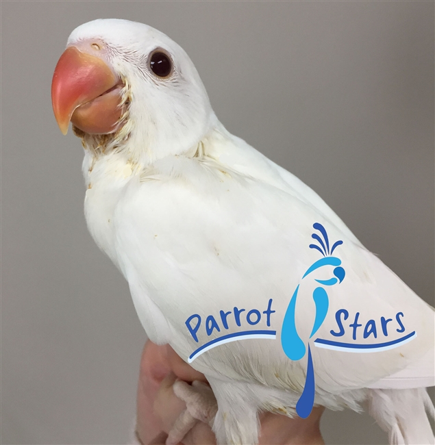 Indian Ringneck Parakeet - Albino - Female