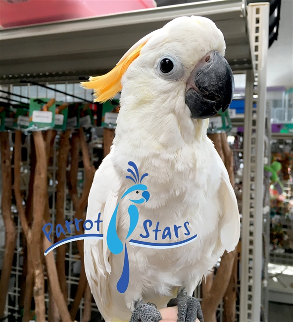 Citron Cockatoo