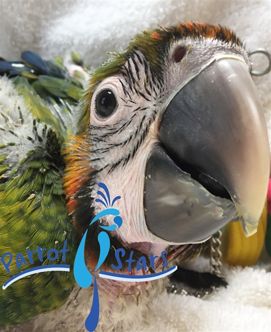 Catalina Macaw - Female