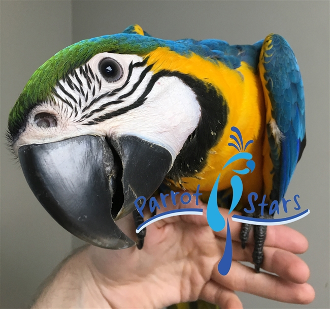 Blue and Gold Macaw - Male