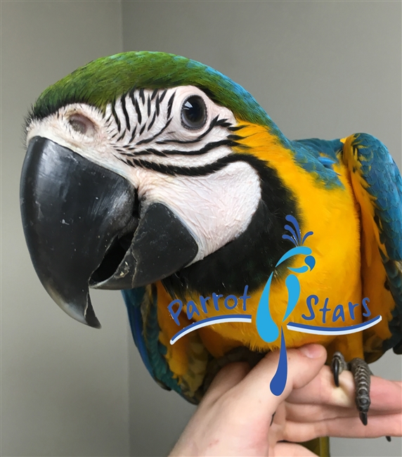 Blue and Gold Macaw - Female