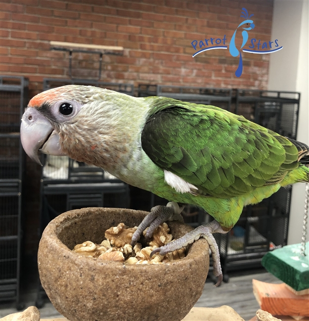 Cape Parrot -Poicephalus- Female