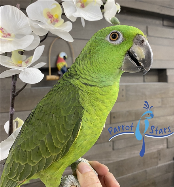 Yellow Naped Amazon - Parrot Stars