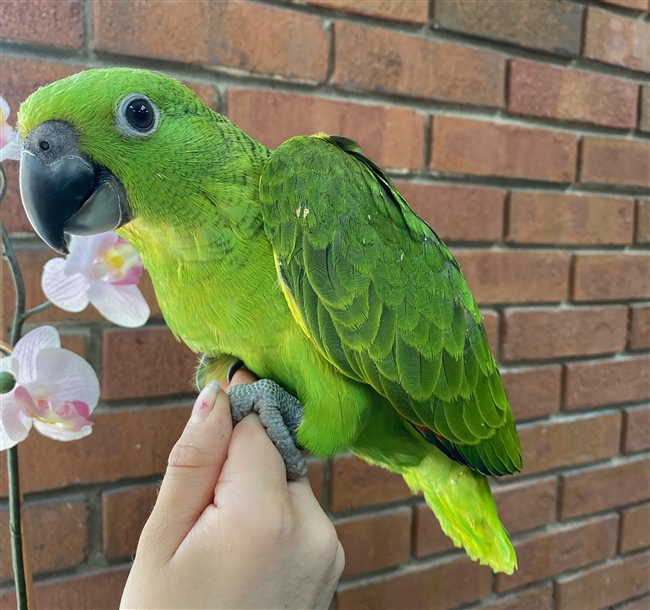 Yellow Naped Amazon - Parrot Stars