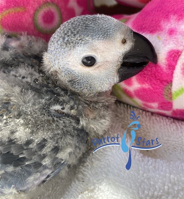 Congo African Grey - Female