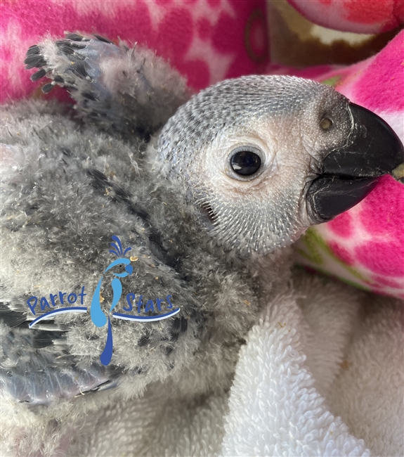 Congo African Grey - Male