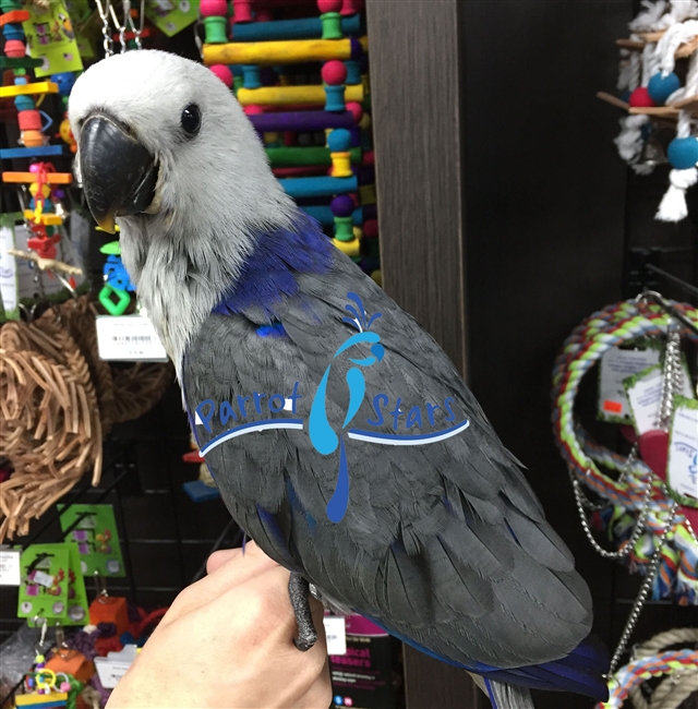 Blue Salomon Island Eclectus ( Female )