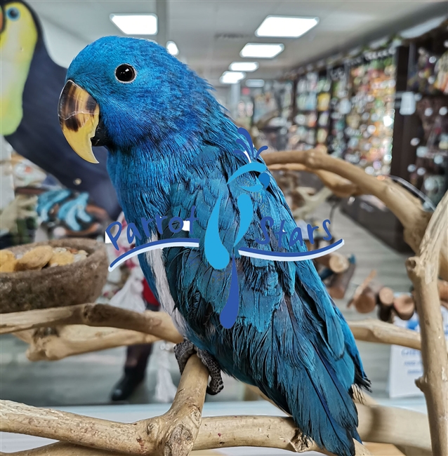 Blue Solomon Island Eclectus ( Male )