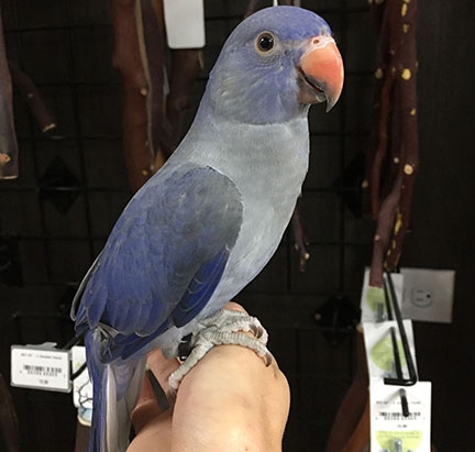 Indian Ringneck Parakeet - Violet