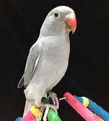 Indian Ringneck Parakeet - Grey ( Female )